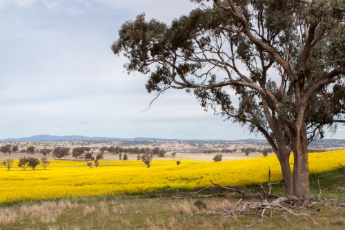 Canola